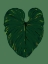 Picture of PHILODENDRON GLORIOSUM GREEN