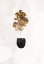 Picture of BLACK AND GOLD HOUSE PLANT 6