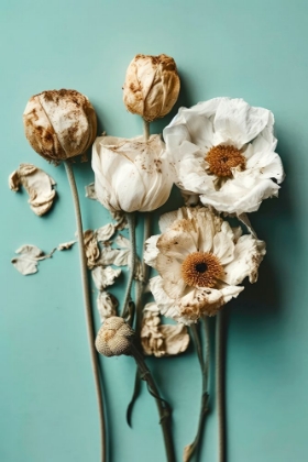 Picture of DRY FLOWERS ON TURQUOISE BACKGROUND