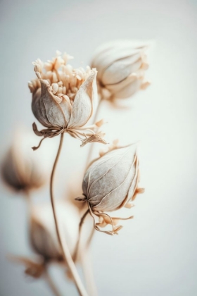 Picture of BEIGE FELT FLOWERS