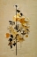 Picture of TARAXACUM