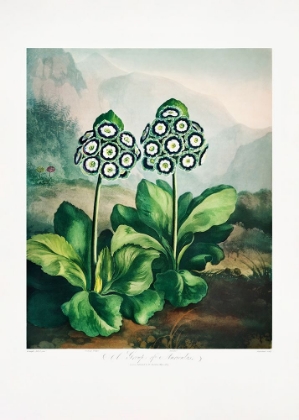 Picture of A GROUP OF AURICULAS FROM THE TEMPLE OF FLORA 2 (1807)
