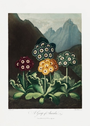 Picture of A GROUP OF AURICULAS FROM THE TEMPLE OF FLORA (1807)