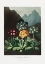 Picture of A GROUP OF AURICULAS FROM THE TEMPLE OF FLORA (1807)
