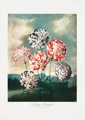 Picture of A GROUP OF CARNATIONS FROM THE TEMPLE OF FLORA (1807)