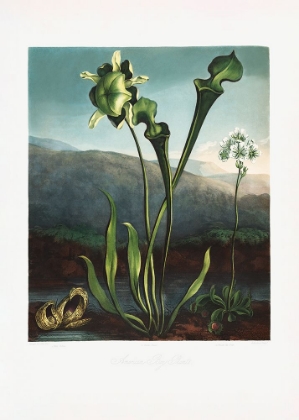 Picture of AMERICAN BOG PLANTS FROM THE TEMPLE OF FLORA (1807)