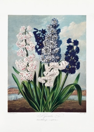 Picture of HYACINTHS FROM THE TEMPLE OF FLORA (1807)