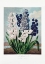 Picture of HYACINTHS FROM THE TEMPLE OF FLORA (1807)