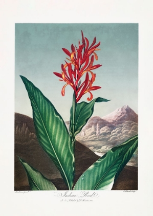 Picture of INDIAN REED FROM THE TEMPLE OF FLORA (1807)