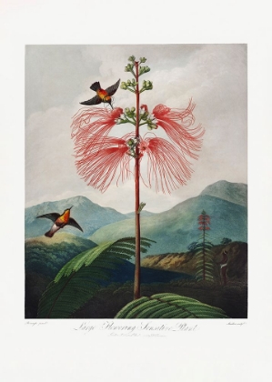 Picture of LARGEA??FLOWERING SENSITIVE PLANT FROM THE TEMPLE OF FLORA (1807)