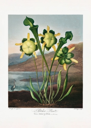 Picture of PITCHER PLANT FROM THE TEMPLE OF FLORA (1807)
