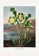 Picture of PITCHER PLANT FROM THE TEMPLE OF FLORA (1807)