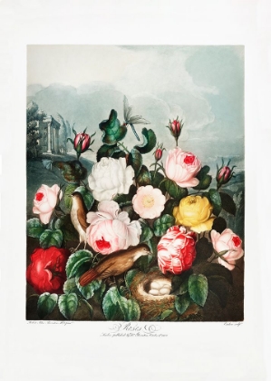 Picture of ROSES FROM THE TEMPLE OF FLORA (1807)