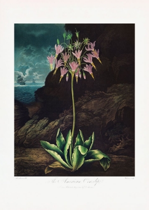 Picture of THE AMERICAN COWSLIP FROM THE TEMPLE OF FLORA (1807)