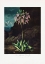 Picture of THE AMERICAN COWSLIP FROM THE TEMPLE OF FLORA (1807)