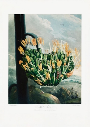 Picture of THE ALOE FROM THE TEMPLE OF FLORA (1807)