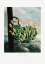 Picture of THE ALOE FROM THE TEMPLE OF FLORA (1807)