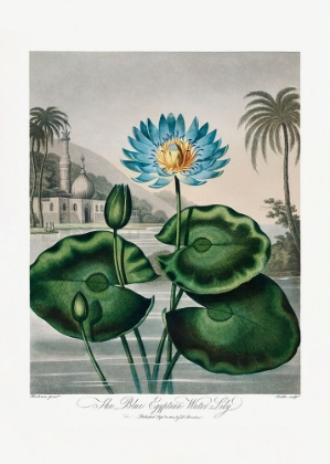 Picture of THE BLUE EGYPTIAN WATER-LILY FROM THE TEMPLE OF FLORA (1807)