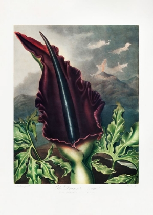 Picture of THE DRAGON ARUM FROM THE TEMPLE OF FLORA (1807)