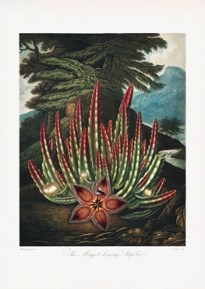 Picture of THE MAGGOTA??BEARING STAPELIA FROM THE TEMPLE OF FLORA (1807)