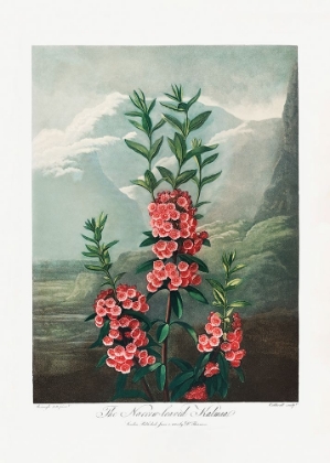 Picture of THE NARROWA??LEAVED KALMIA FROM THE TEMPLE OF FLORA (1807)