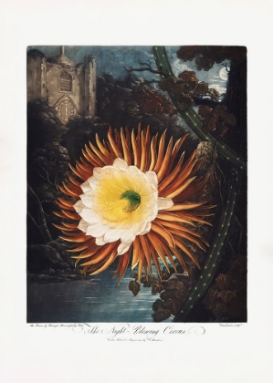 Picture of THE NIGHTA??BLOWING CEREUS FROM THE TEMPLE OF FLORA (1807)