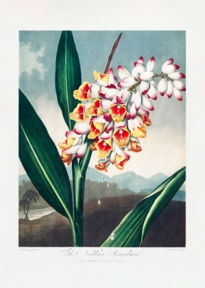 Picture of THE NODDING RENEALMIA FROM THE TEMPLE OF FLORA (1807)
