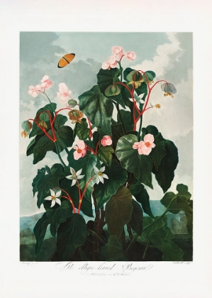 Picture of THE OBLIQUEA??LEAVED BEGONIA FROM THE TEMPLE OF FLORA (1807)