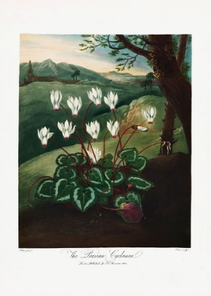 Picture of THE PERSIAN CYCLAMEN FROM THE TEMPLE OF FLORA (1807)
