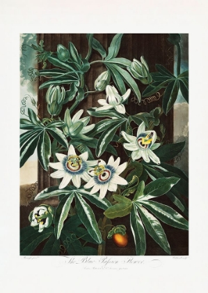 Picture of THE PASSIFLORA CERULEA FROM THE TEMPLE OF FLORA (1807)