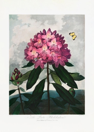 Picture of THE PONTIC RHODODENDRON FROM THE TEMPLE OF FLORA (1807)