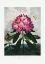 Picture of THE PONTIC RHODODENDRON FROM THE TEMPLE OF FLORA (1807)