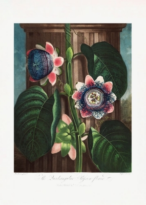 Picture of THE QUADRANGULAR PASSION FLOWER FROM THE TEMPLE OF FLORA (1807)