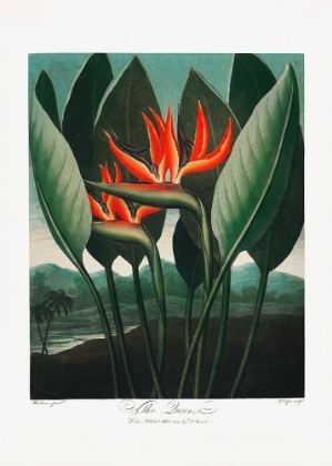 Picture of THE QUEENA??PLANT FROM THE TEMPLE OF FLORA (1807)
