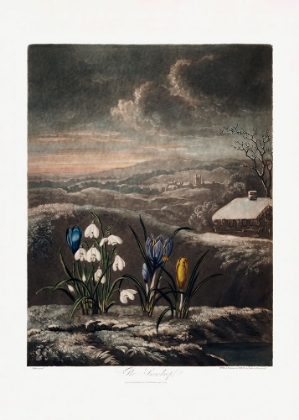 Picture of THE SNOWDROPS FROM THE TEMPLE OF FLORA (1807)
