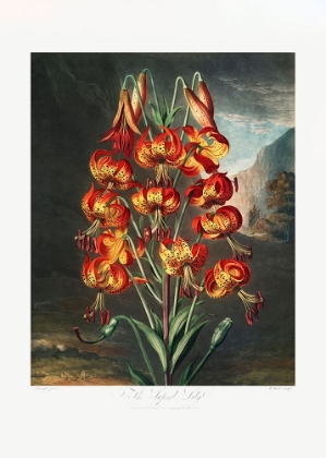 Picture of THE SUPERB LILY FROM THE TEMPLE OF FLORA (1807)