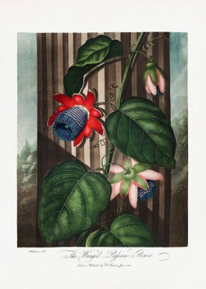 Picture of THE WINGED PASSION-FLOWER FROM THE TEMPLE OF FLORA (1807)