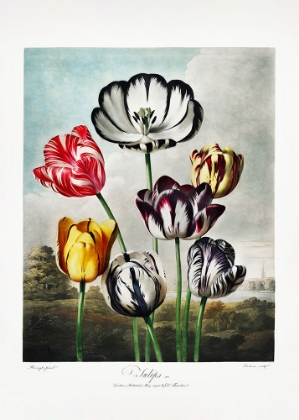 Picture of TULIPS FROM THE TEMPLE OF FLORA (1807)