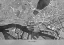 Picture of GRAY VINTAGE MAP OF HAMBURG DOWNTOWN GERMANY