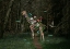 Picture of GIRAFFE