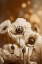 Picture of WHITE POPPY