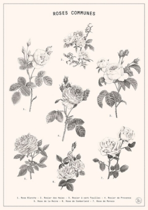 Picture of ROSES