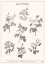 Picture of ROSES