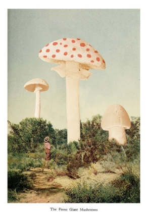 Picture of THE FINEST GIANT MUSHROOM