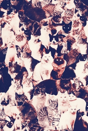 Picture of CATS FOREVER