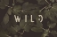 Picture of WILD NAO1