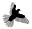 Picture of BIRD   WHITE