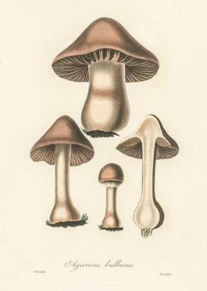 Picture of AGARICUS BULBOSUS ILLUSTRATION. MEDICAL BOTANY 1836