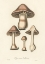 Picture of AGARICUS BULBOSUS ILLUSTRATION. MEDICAL BOTANY 1836