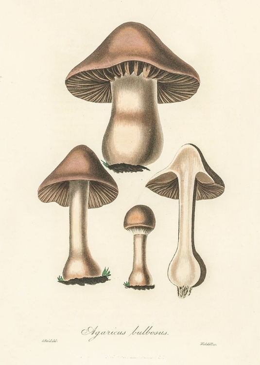 Picture of AGARICUS BULBOSUS ILLUSTRATION. MEDICAL BOTANY 1836